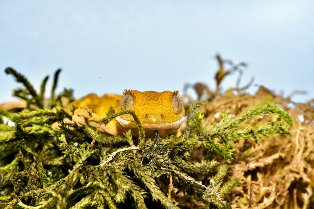 Close-up of a crested gecko on moss, showcasing its vibrant colors and natural camouflage.