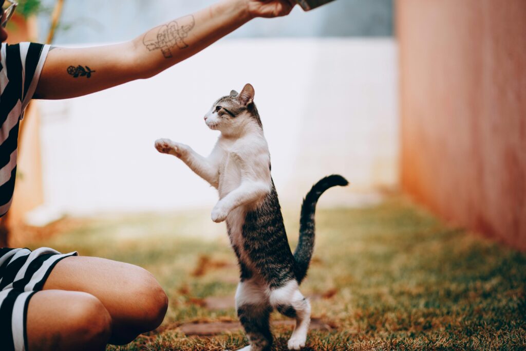 A playful cat stands on hind legs interacting with a person in a backyard setting.