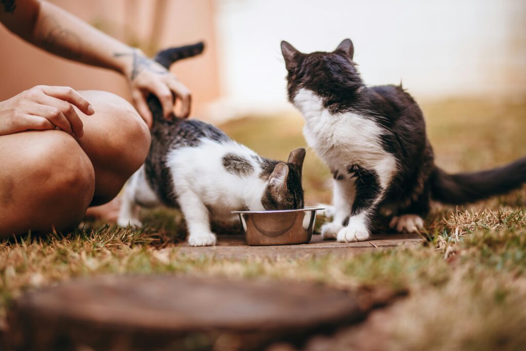 Two cats try eating slugs