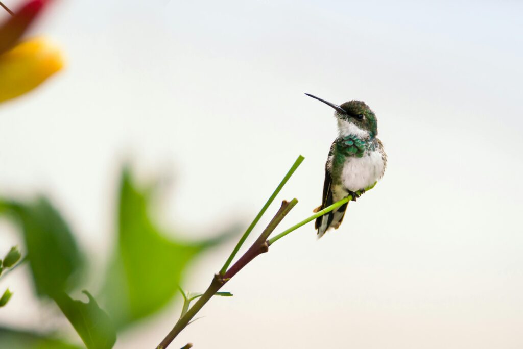 Close-up of a hummingbird perched on a branch in Punta del Este, Uruguay.