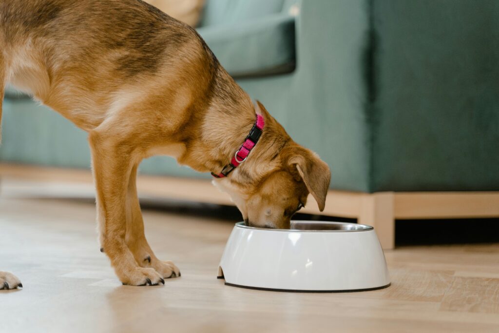 A domestic dog wearing a pink collar eats Sardines in Tomato Sauce