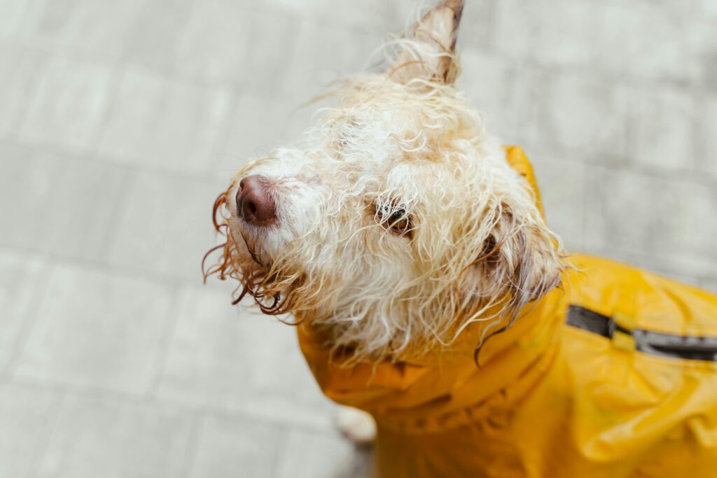 Wet dog wearing a yellow raincoat, looking back with a curious expression on a rainy day.