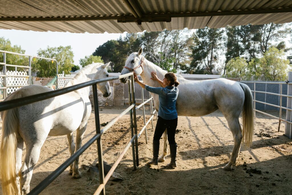 A woman tends to two white horses
