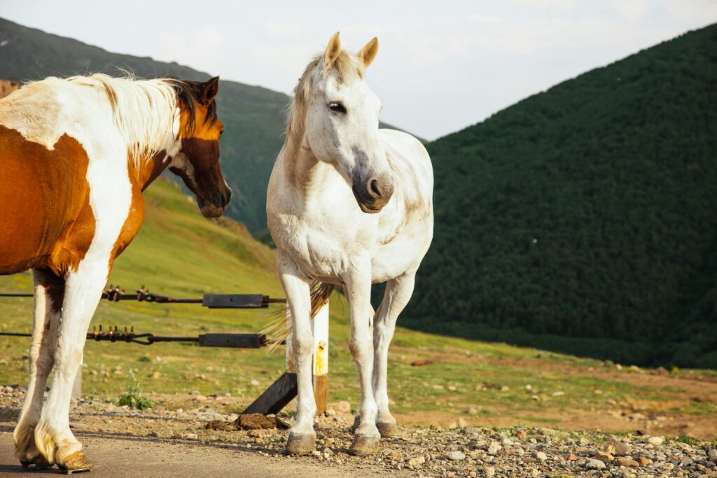 how many different horse breeds are there