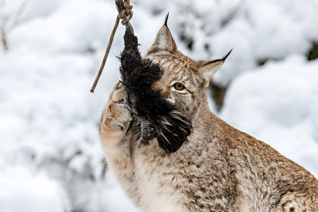 polar cat eat bird 