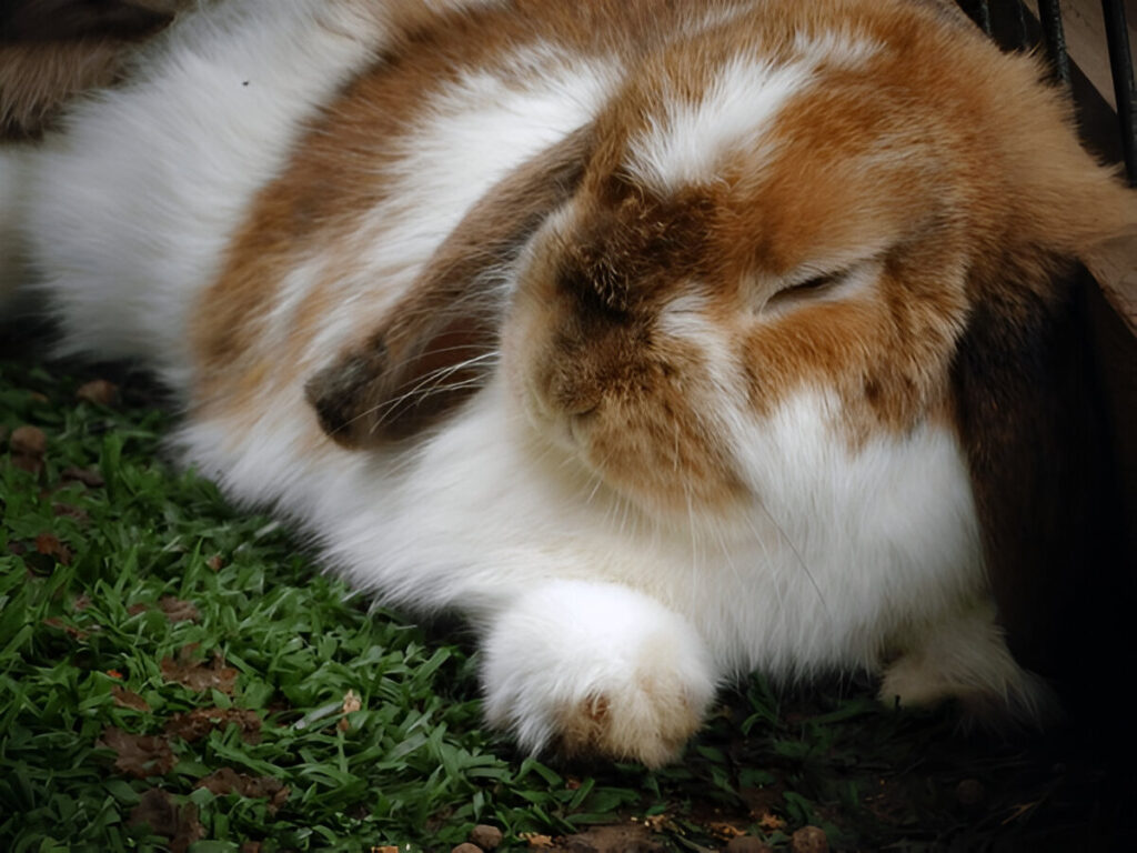 sleep rabbit