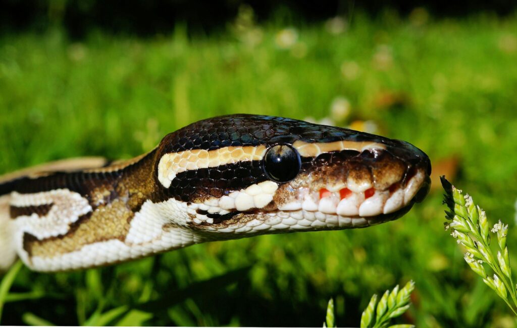 Macro shot of a ball python in grassy field highlighting snake scales and features.