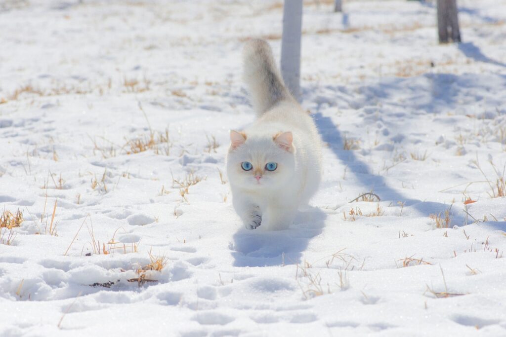 snow cat ,Do Polar Cats Eat Krill?