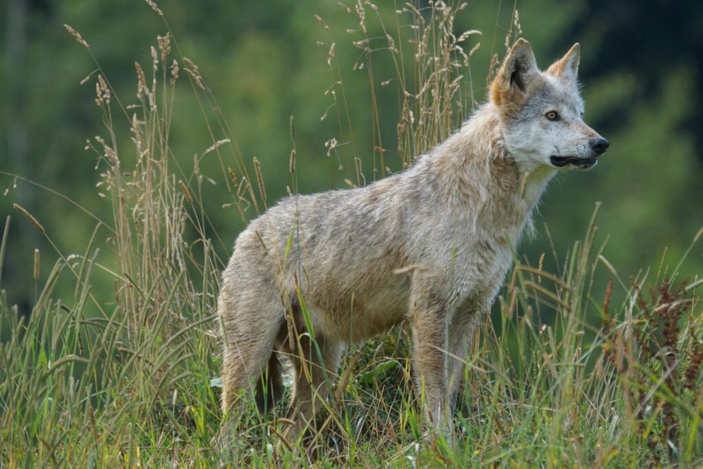 wild wolf standing 