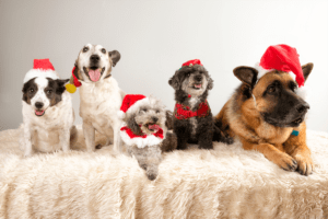 how many dog breeds are there