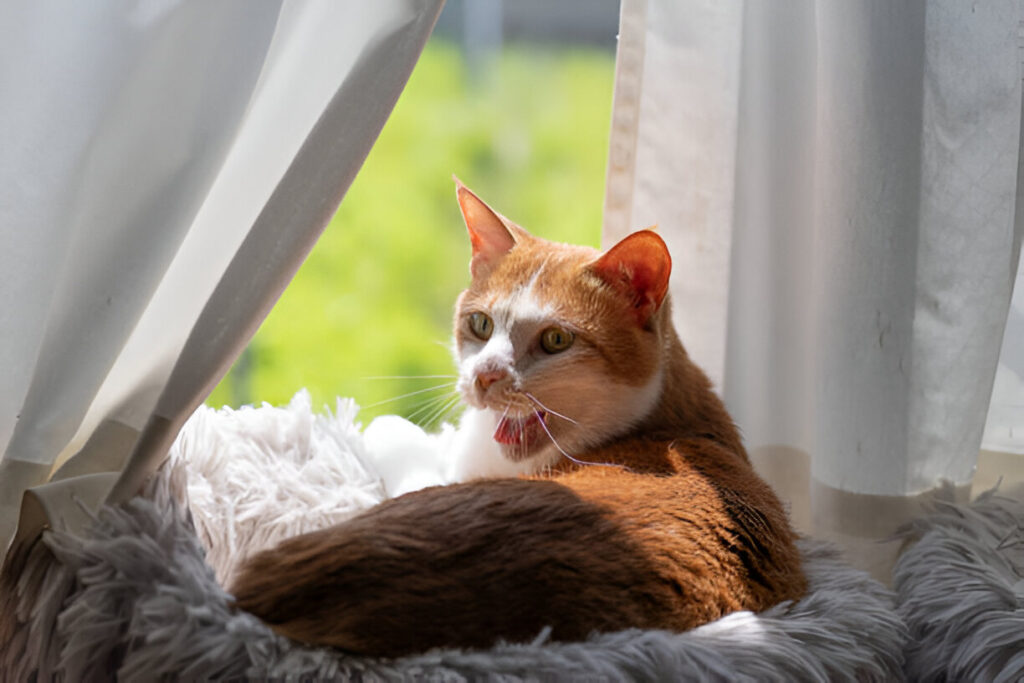 10 Essential Things Your Cat Needs for a Happy