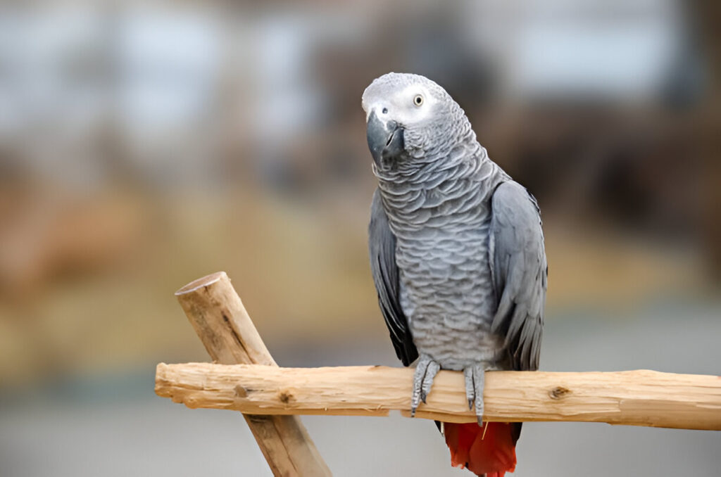 The African Grey Parrot