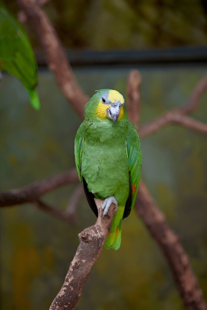 The Amazon Parrot