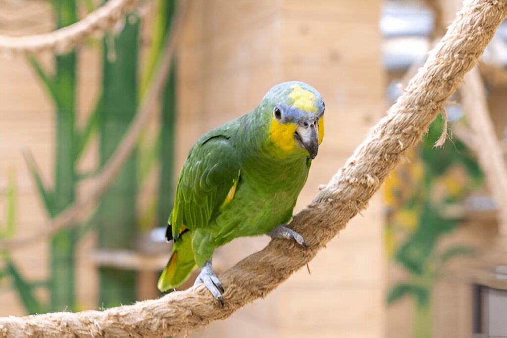 The Amazon Parrot