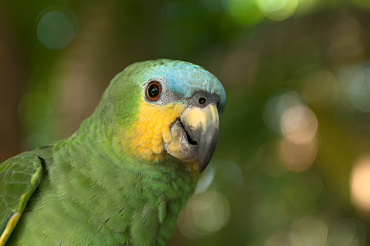 The Amazon Parrot