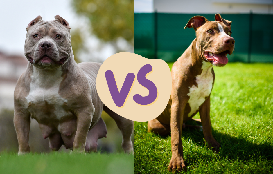 American Bully vs American Pitbull