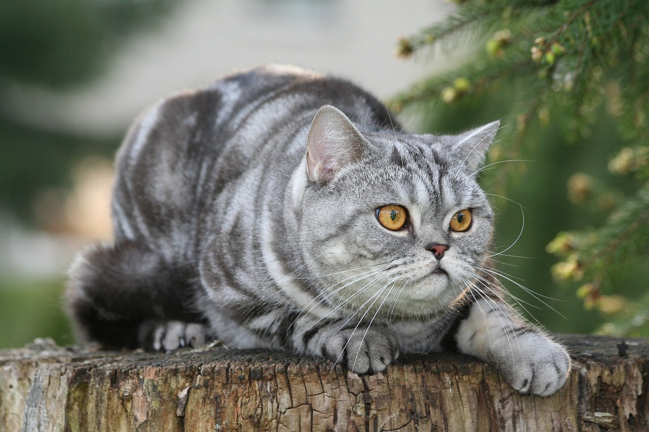 American Shorthair Cat How to Care For