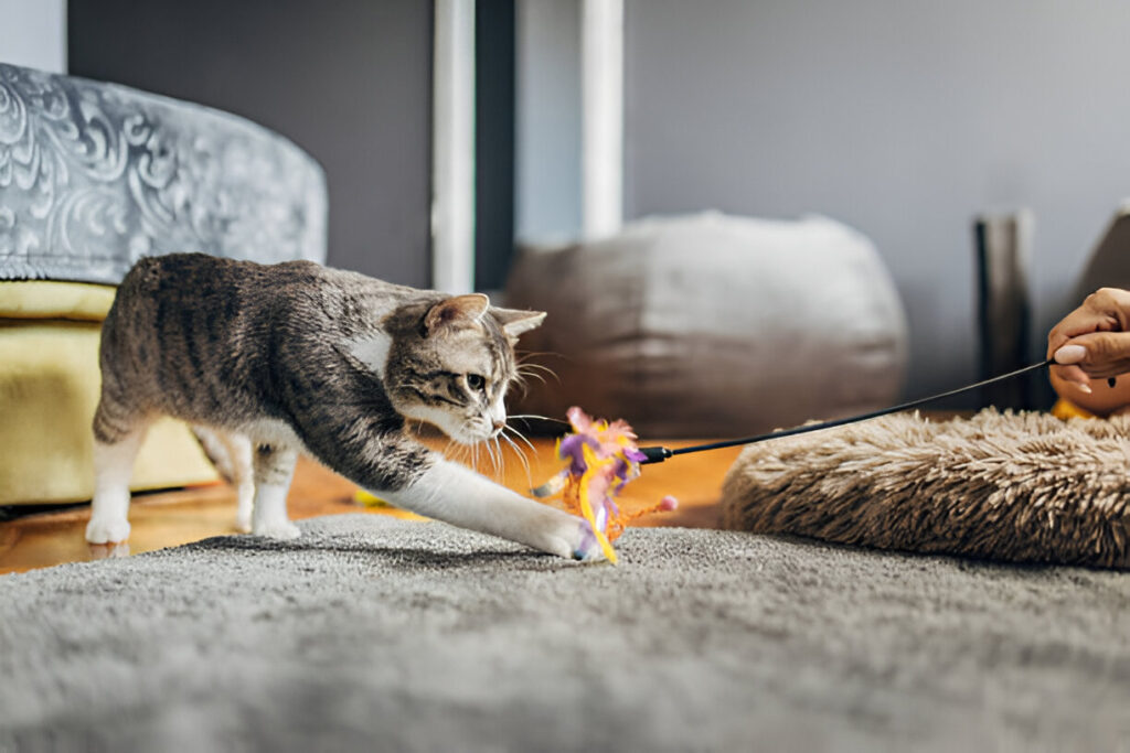 American Shorthair cat play