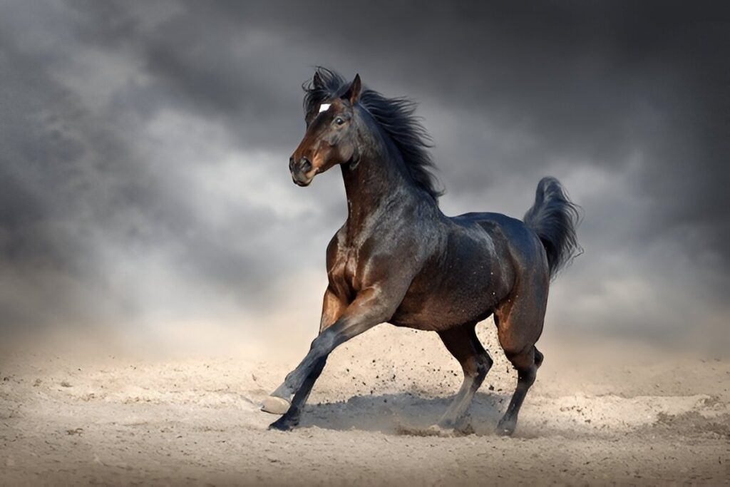 Andalusian horses