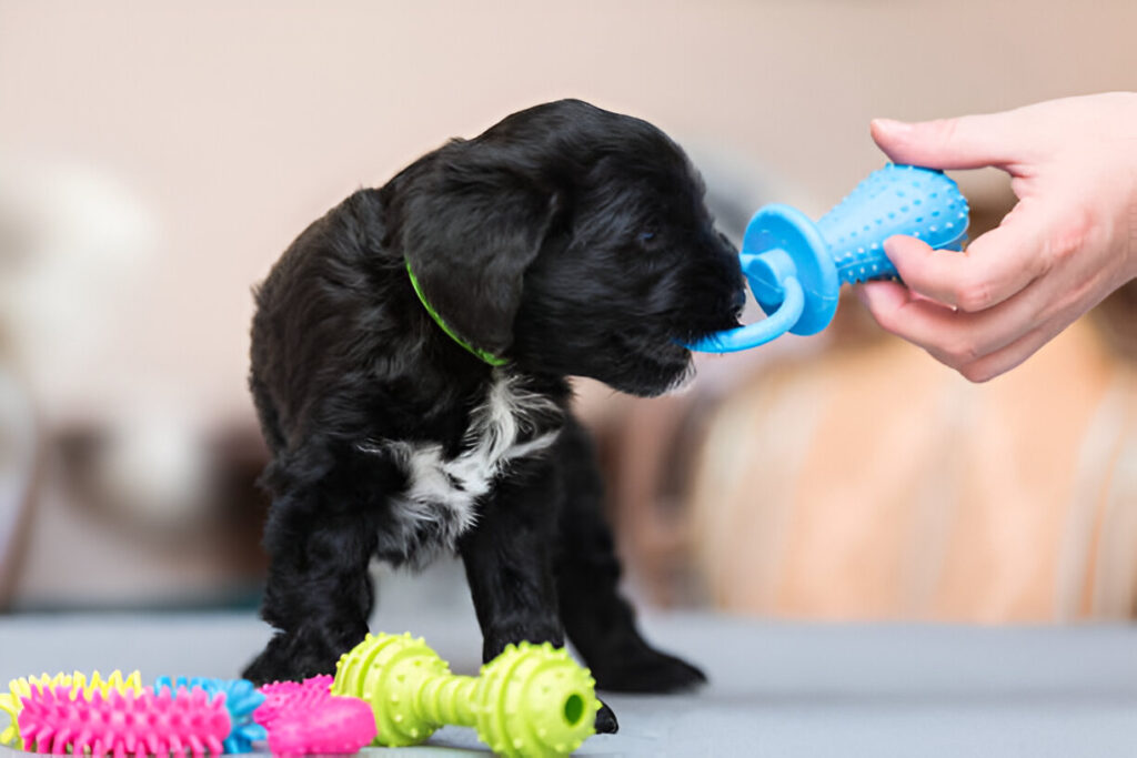 Are Antlers Safe for Puppies