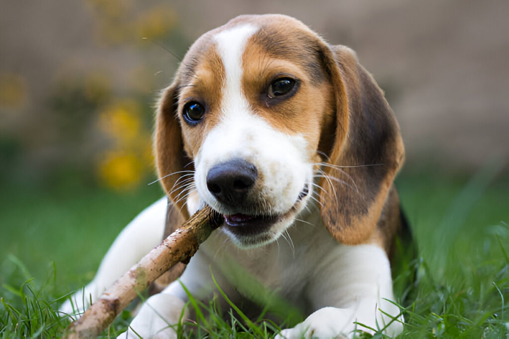 Are Bully Sticks Good for Puppies