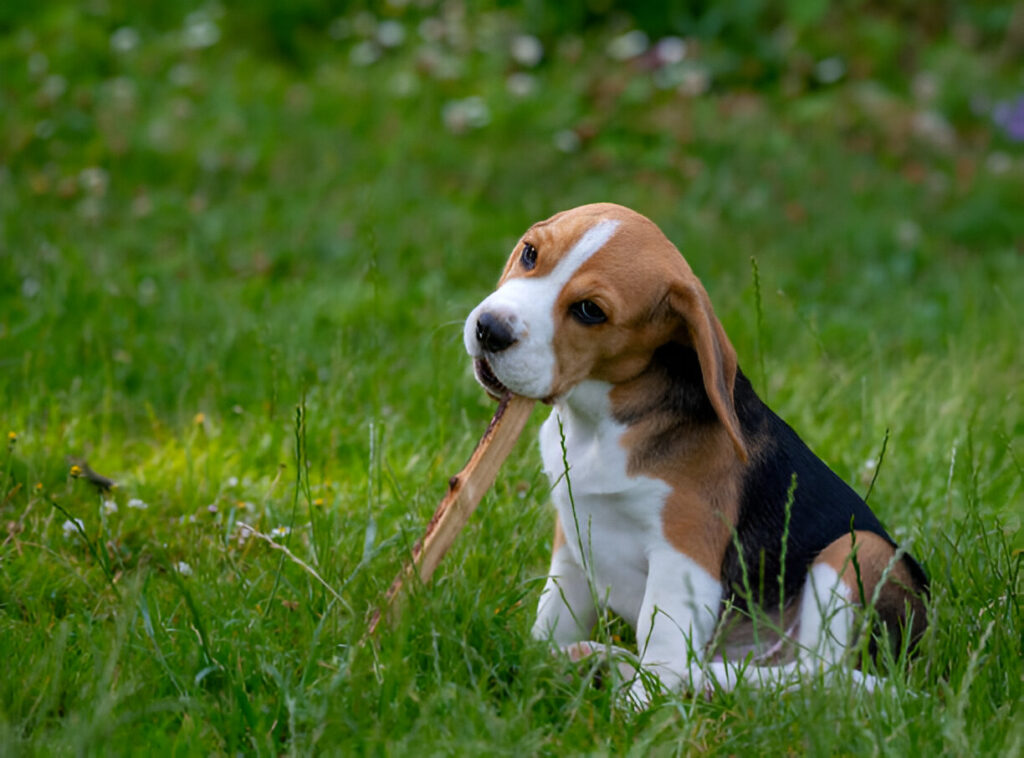 Are Bully Sticks Good for Puppies