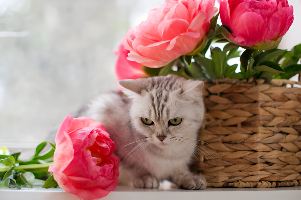 Are Peonies Poisonous to Cats?