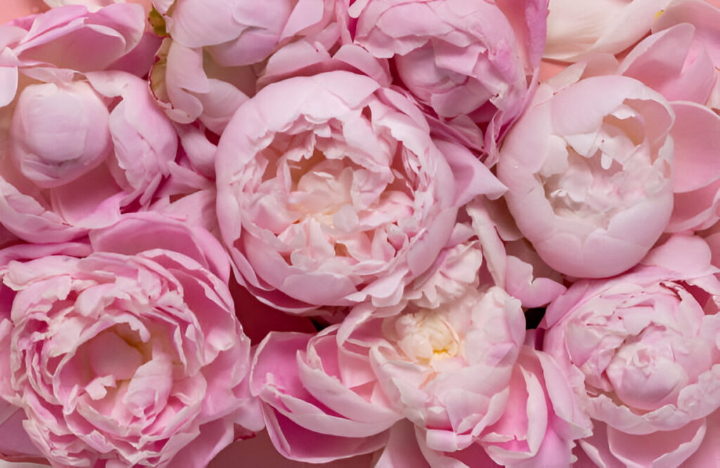 Are Peonies Poisonous to Cats?