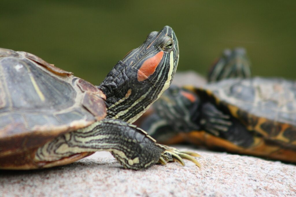 Are Terrapins Reptiles or Amphibians?