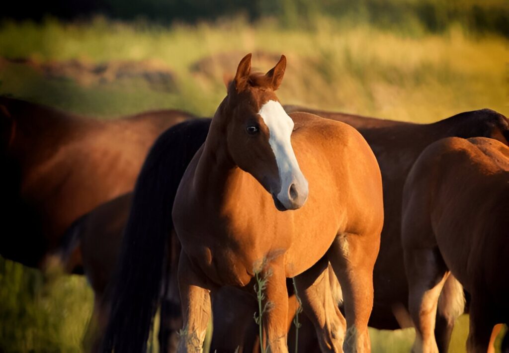 Best Horse Breeds for Beginners , American Quarter Horse