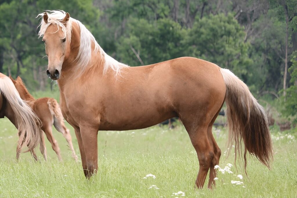 Best Horse Breeds for Beginners , Morgan Horse