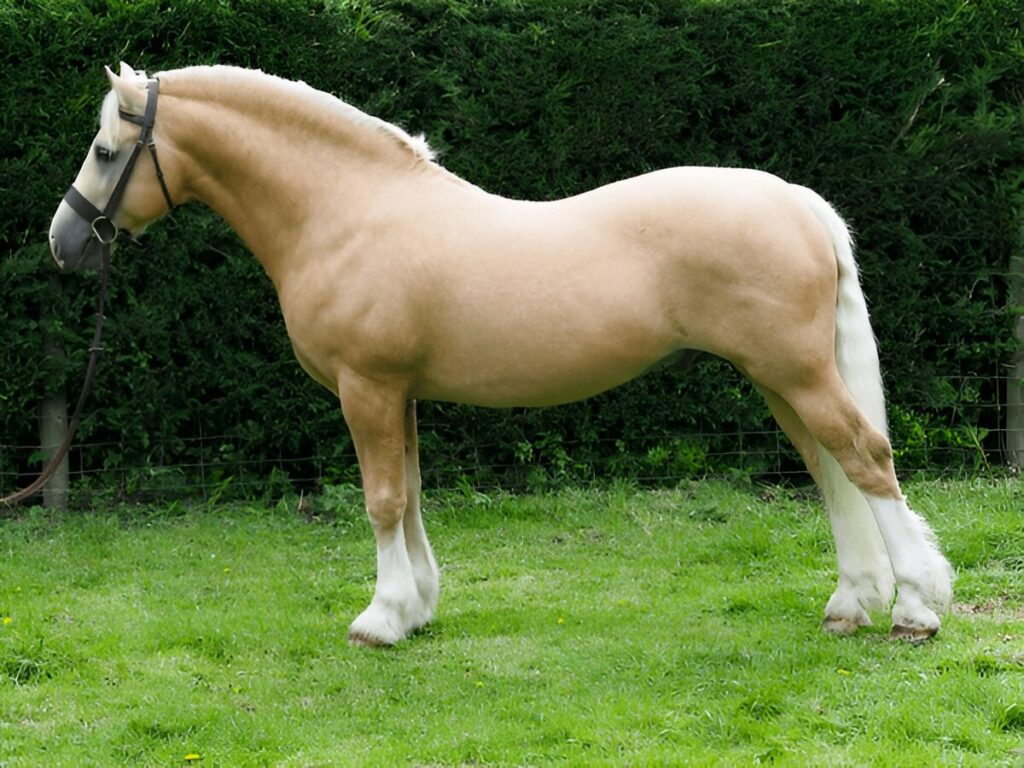 Best Horse Breeds for Beginners , Welsh Pony