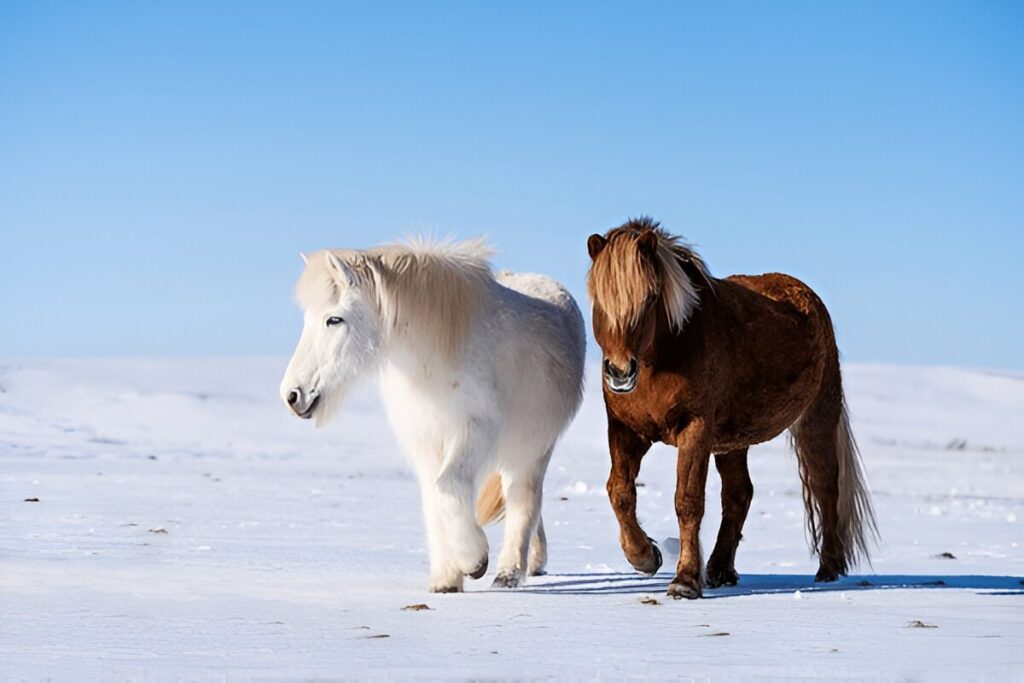 Best Horse Breeds for Beginners , Icelandic Horse