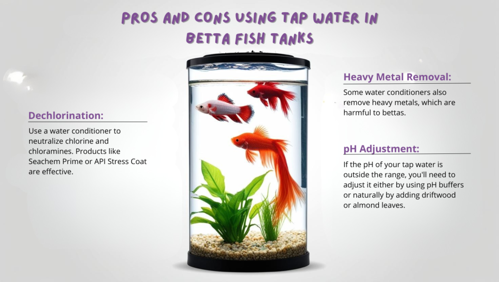 Pros and Cons Using Tap Water in Betta Fish Tanks