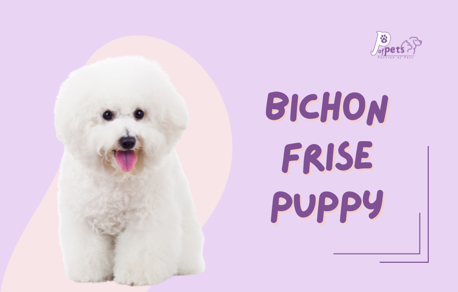 what size is a 4 month old bichon puppy