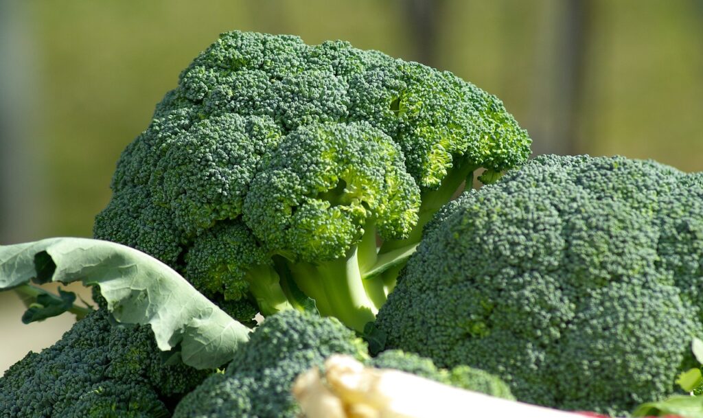  Broccoli ,can rabbits eat Broccoli