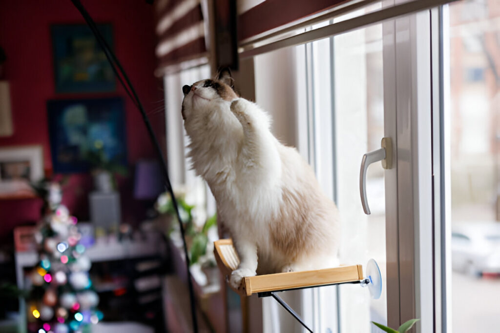 Brown Ragdoll Cat