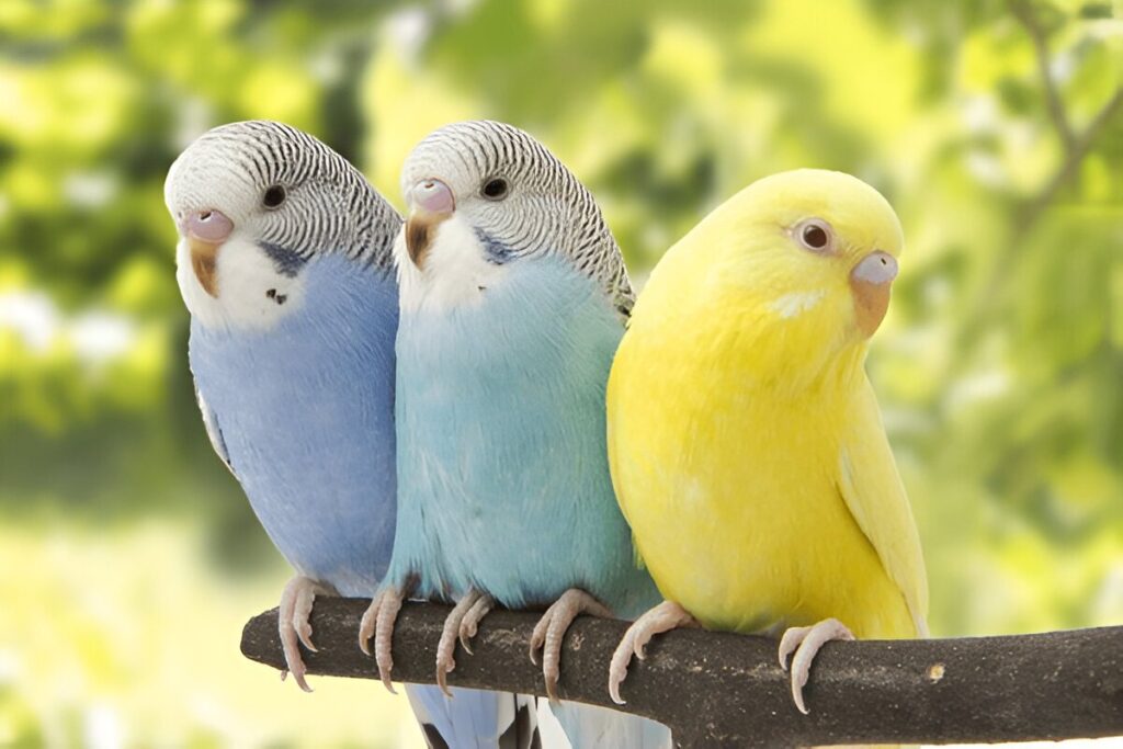 Budgerigars (Budgies)