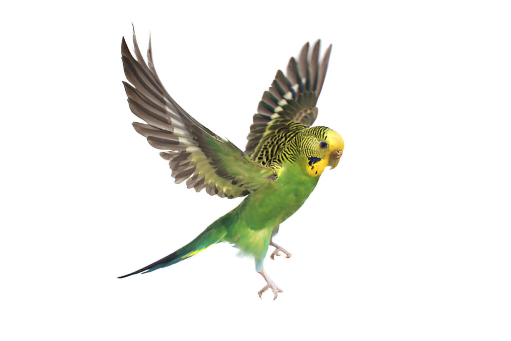 Budgerigars (Budgies)