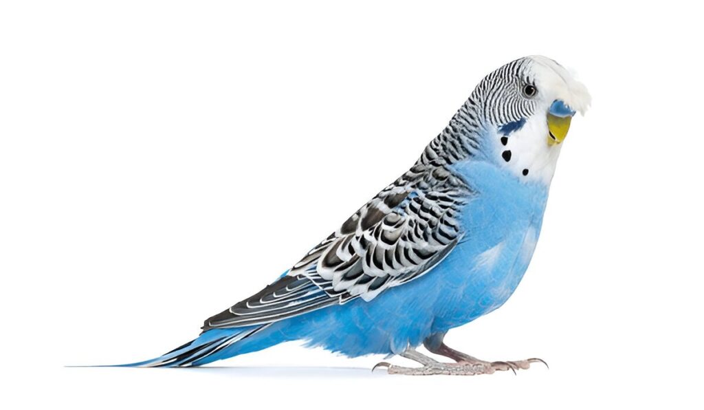 Budgerigars (Budgies)