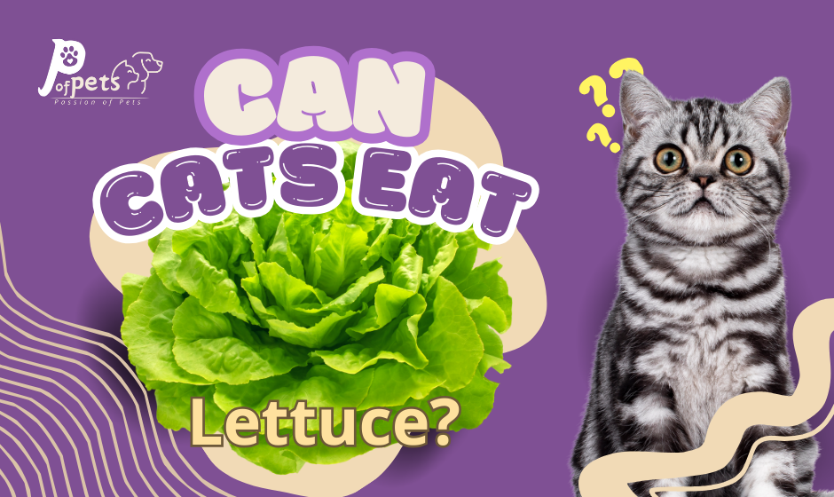 Can Cats Eat Lettuce?