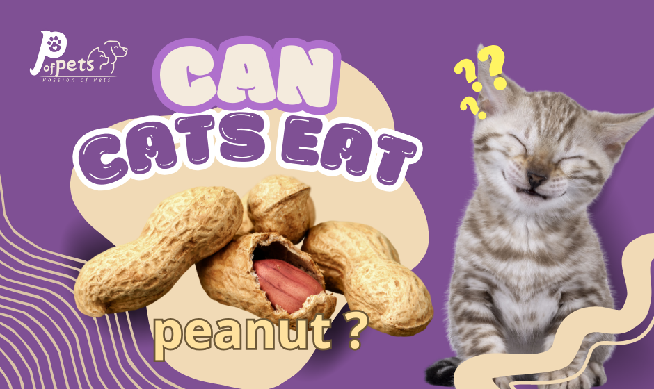 Can Cats Eat peanuts ?