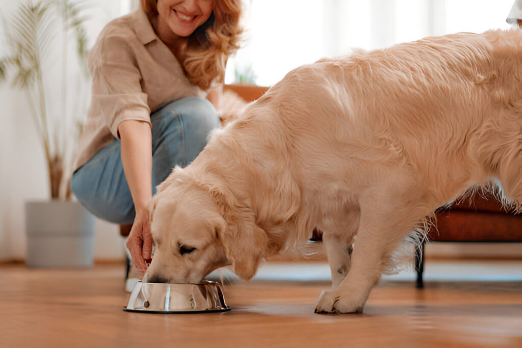 Can Dogs Eat Collard Greens?