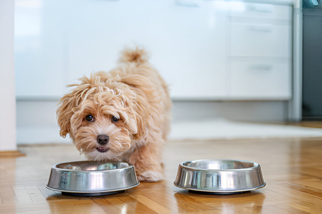 dog eat , feeding dog ,Can Dogs Eat Collard Greens?