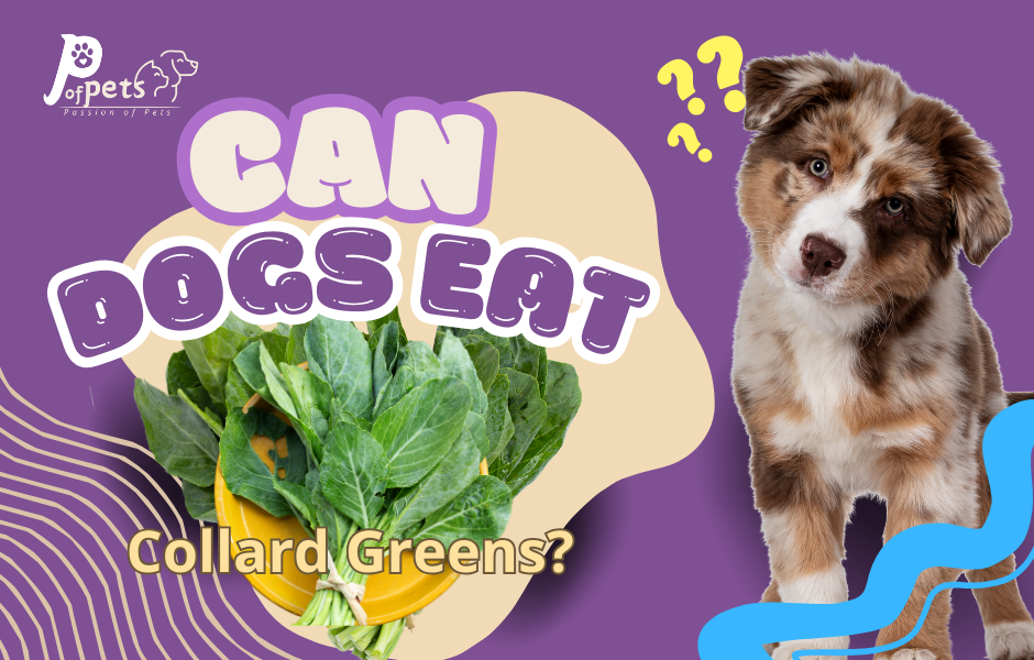 Can Dogs Eat Collard Greens?