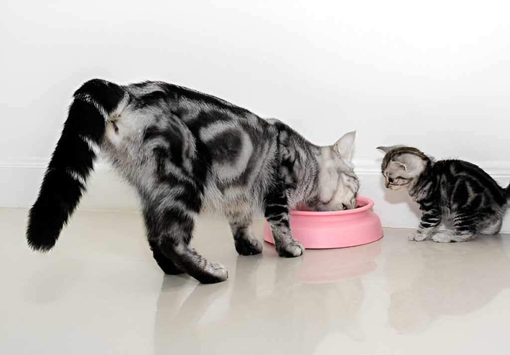 Can Kittens Eat Adult Cat Food?