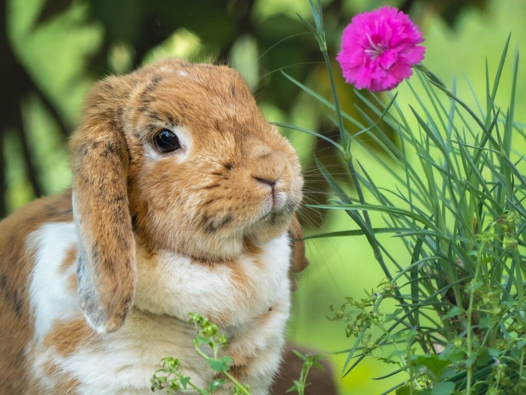 Can Rabbits Eat Broccoli