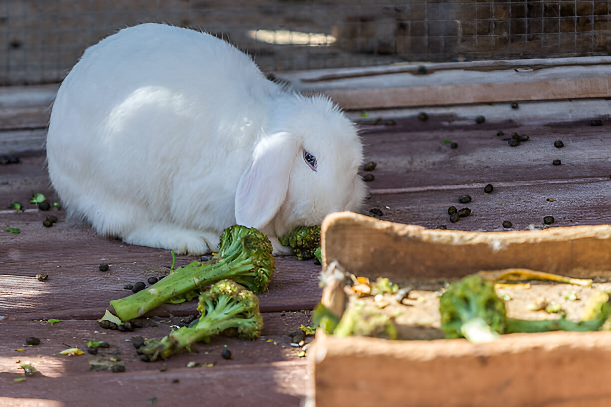 Can Rabbits Eat Broccoli Stalks Every Day