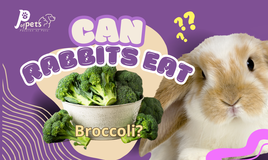 Can Rabbits Eat Broccoli