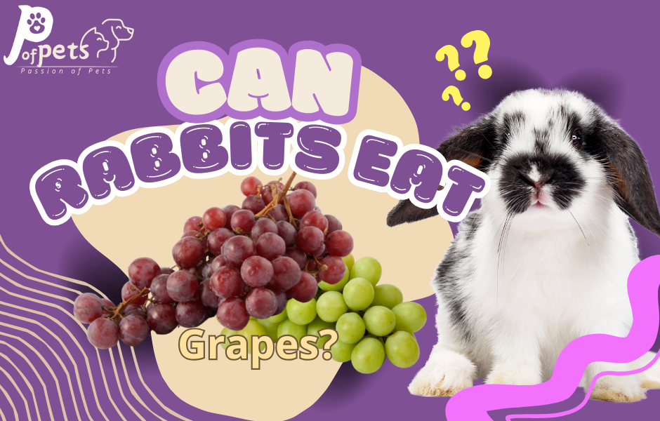 can rabbits eat Grapes?